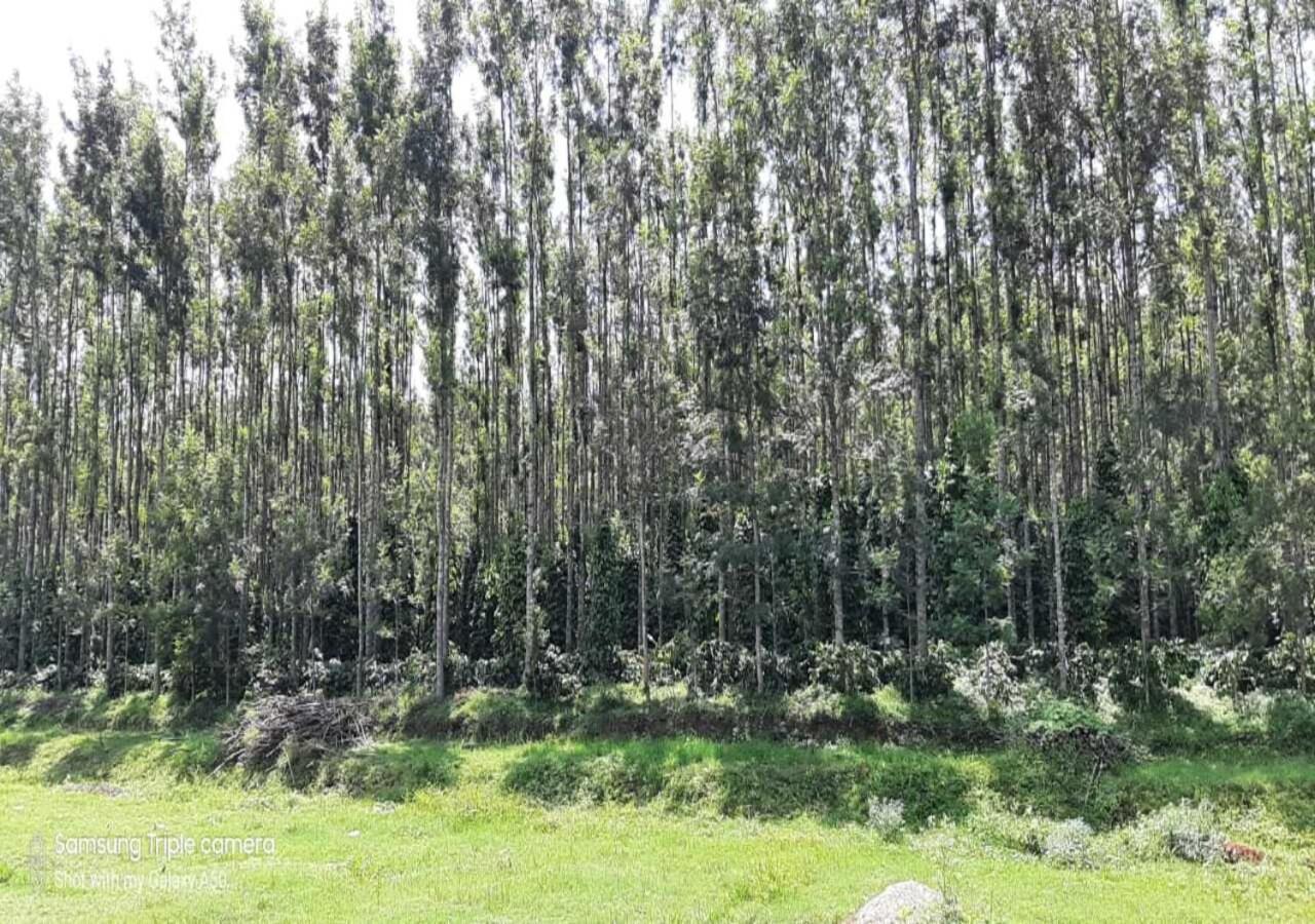 فندق Coffee Safari Chikmagalūr المظهر الخارجي الصورة